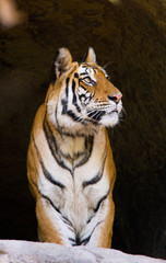 Wild Bengal Tiger in the cave. India. Bandhavgarh National Park. Madhya Pradesh. An excellent illustration.