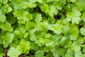 coriander background