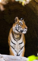 Wild Bengal Tiger in the cave. India. Bandhavgarh National Park. Madhya Pradesh. An excellent illustration.