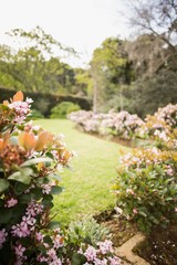 View of flowers