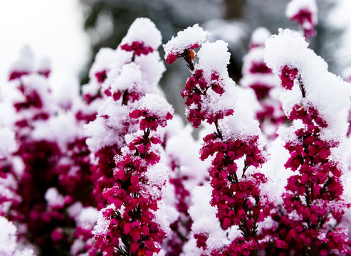 Violet flowers over the snow