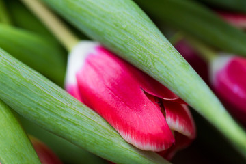 close up of tulip flowers