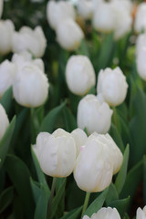 Fototapeta premium Beautiful red tulips.