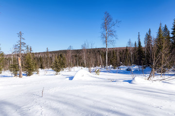Fototapeta na wymiar Spruce forest in winter. Winter landscape