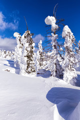 Beautiful winter wonderland during the sunny day