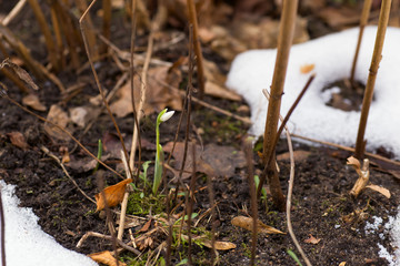 snowdrop, spring, flower