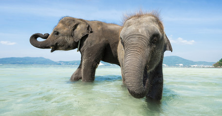 Two baby elephant in the sea. Banner edition.