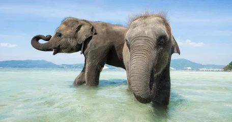 Photo sur Plexiglas Éléphant Deux bébés éléphants dans la mer. Édition bannière.