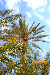 Obraz na płótnie Canvas Palm Tree in the sun