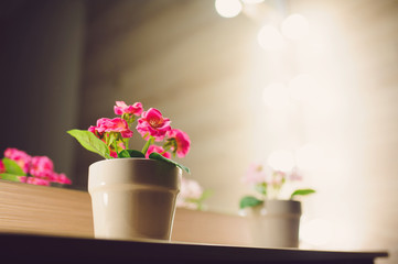Flower Pots on Table