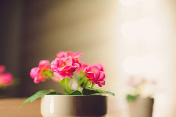 Pink Flowers