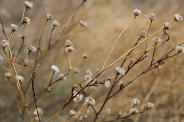 dry plants and raindrops on it