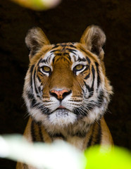 Portrait of a tiger in the wild. India. Bandhavgarh National Park. Madhya Pradesh. An excellent illustration.