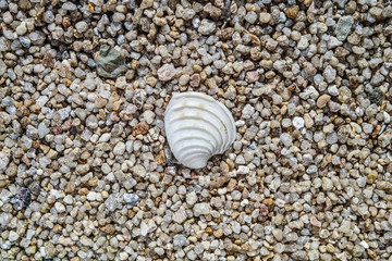 A sea shell lies on a texture of large sand grains.