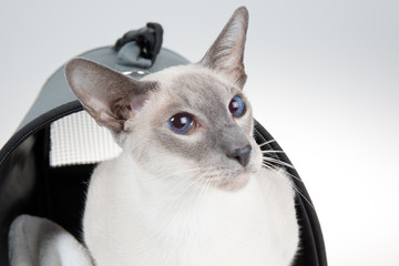 Siamese Cat Looking Curious at the camera with blue eyes