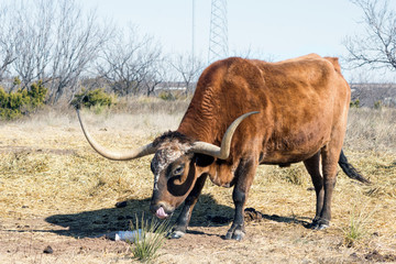 Texas longhorn bull breed with his tongue hanging out. Palo Duro Canyon State Park, Texas, USA