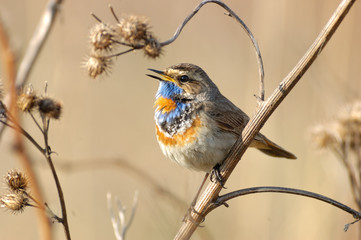 Singing Bluethroat at dry grass