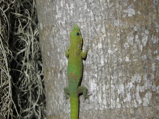 lezard