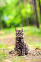Cat sitting in the forest