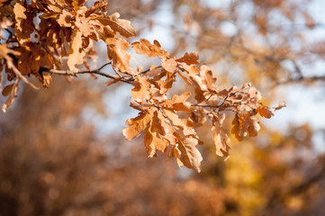 Autumn leaves falling down. Close-up photo with focus on leaf.