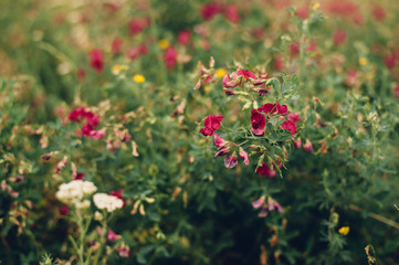 Beautiful red and white flowers on the field