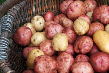 Clean and washed potatoes