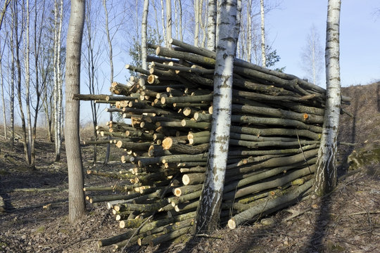Ecological cleaning of the birch wood