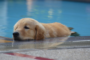 Golden Retriever Puppy Relaxing in Swimming Pool