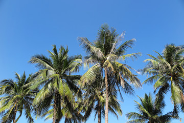 Fototapeta na wymiar Coconut palms (Cocos nucifera) against a blue sky