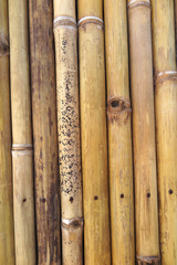 Bamboo stems wall