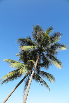 Coconut palms (Cocos nucifera) against a blue sky