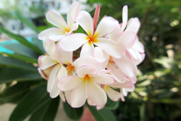 Frangipani (Plumeria sp.) flowers