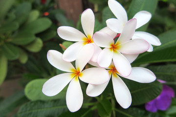 Frangipani (Plumeria sp.) flowers