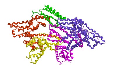 Fototapeta na wymiar Molecular structure of Bovine serum albumin (BSA)