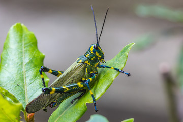 Gafanhoto brasileiro. (Chromacris speciosa)