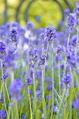 Lavendel
