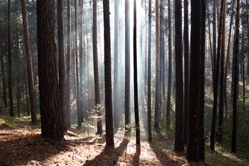 Fototapeta premium Forest in a fog the sun's rays