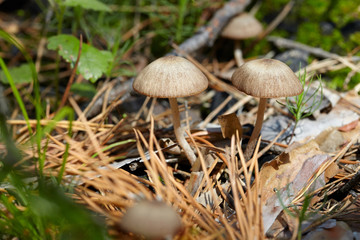 Small mushrooms in forest