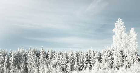 winter background