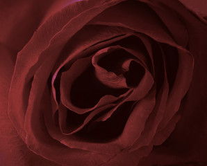 Beautiful pastel rose background.