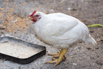 Portrait of a white hen near the feeder. Authentic farm series.
