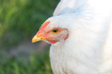 Portrait of a white hen. Authentic farm series.
