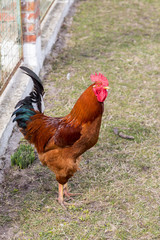 Rooster looking in the camera. Authentic farm series.