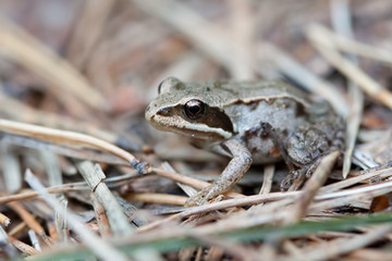 Little frog in the forest