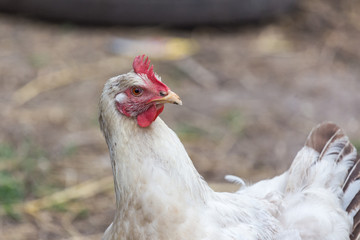White hen portrait looking in camera. Authentic farm series.