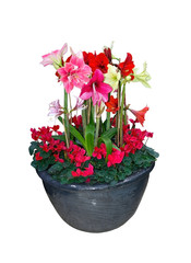 Amaryllis flower Christmas bouquet