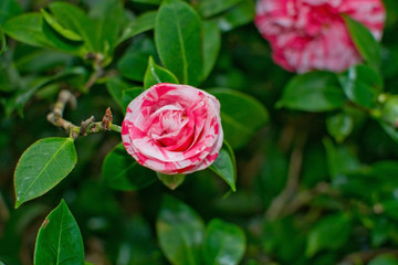 Red and white chamellia flower closeup