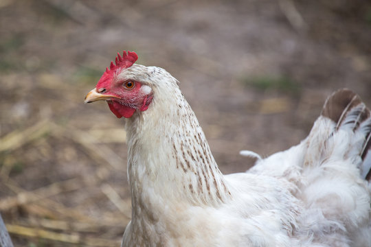 White hen portrait looking in camera. Authentic farm series.