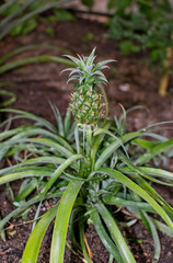 Pineapple bud