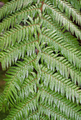 Green fern closeup